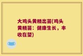 大鸡头黄精出苗(鸡头黄精苗：健康生长，丰收在望)