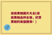 湖南黄精图片大全(湖南黄精品种全貌，欣赏黄精的美丽图像！)