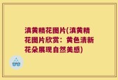 滇黄精花图片(滇黄精花图片欣赏：黄色清新花朵展现自然美感)