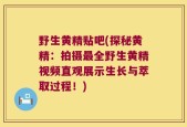野生黄精贴吧(探秘黄精：拍摄最全野生黄精视频直观展示生长与萃取过程！)