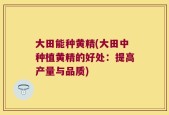 大田能种黄精(大田中种植黄精的好处：提高产量与品质)