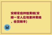 安顺家庭种植黄精(安顺一家人在地里种黄精，收获颇丰)
