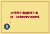 小种野生黄精(野生黄精：珍贵的中药材源头)