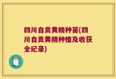 四川自贡黄精种苗(四川自贡黄精种植及收获全纪录)