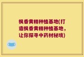 枫香黄精种植基地(打造枫香黄精种植基地，让你探寻中药材秘境)