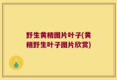 野生黄精图片叶子(黄精野生叶子图片欣赏)