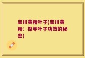 栾川黄精叶子(栾川黄精：探寻叶子功效的秘密)