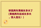 移栽两年黄精长多大了(黄精两年后成长多大，惊人变化！)