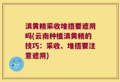 滇黄精采收堆捂要遮阴吗(云南种植滇黄精的技巧：采收、堆捂要注意遮阴)