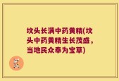 坟头长满中药黄精(坟头中药黄精生长茂盛，当地民众奉为宝草)