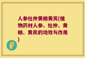 人参杜仲黄精黄芪(植物药材人参、杜仲、黄精、黄芪的功效与作用)