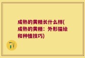 成熟的黄精长什么样(成熟的黄精：外形描绘和种植技巧)