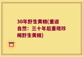 30年野生黄精(重返自然：三十年后重现珍稀野生黄精)