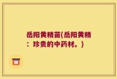岳阳黄精苗(岳阳黄精：珍贵的中药材。)