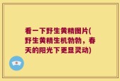 看一下野生黄精图片(野生黄精生机勃勃，春天的阳光下更显灵动)