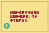 咸阳种植黄精种植黄精(咸阳种植黄精，传承中华医药文化)
