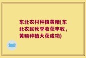 东北农村种植黄精(东北农民秋季收获丰收，黄精种植大获成功)