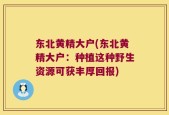 东北黄精大户(东北黄精大户：种植这种野生资源可获丰厚回报)