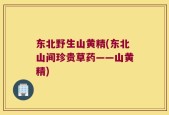 东北野生山黄精(东北山间珍贵草药——山黄精)