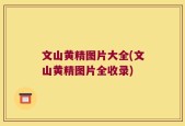 文山黄精图片大全(文山黄精图片全收录)