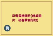 早春黄精图片(精美图片：初春黄精怒放)