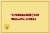 弥渡黄精苗出售(弥渡黄精苗现在可购买)