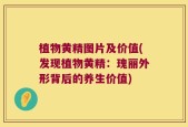植物黄精图片及价值(发现植物黄精：瑰丽外形背后的养生价值)
