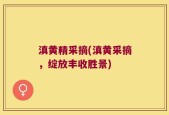 滇黄精采摘(滇黄采摘，绽放丰收胜景)