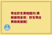 枣庄野生黄精图片(黄精植物呈现：野生枣庄黄精美丽图)