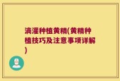 滴灌种植黄精(黄精种植技巧及注意事项详解)