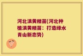 河北滇黄精苗(河北种植滇黄精苗：打造绿水青山新态势)