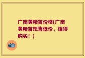 广南黄精苗价格(广南黄精苗现售低价，值得购买！)