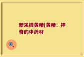 新采摘黄精(黄精：神奇的中药材