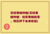 花桥黄精种植(花桥黄精种植：培育黄精新宠，现在种下未来收益)