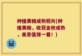 种植黄精成熟照片(种植黄精，收获金秋成熟，美景值得一看！)