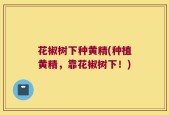 花椒树下种黄精(种植黄精，靠花椒树下！)