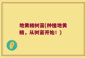 地黄精树苗(种植地黄精，从树苗开始！)