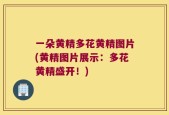 一朵黄精多花黄精图片(黄精图片展示：多花黄精盛开！)