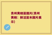 贵州黄精苗图片(贵州黄精：鲜活苗木图片展示)