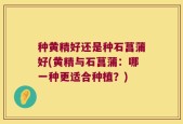 种黄精好还是种石菖蒲好(黄精与石菖蒲：哪一种更适合种植？)