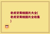 老虎牙黄精图片大全(老虎牙黄精图片全收集)