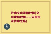 云南文山黄精种植(文山黄精种植——云南古法传承之路)