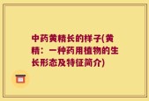 中药黄精长的样子(黄精：一种药用植物的生长形态及特征简介)
