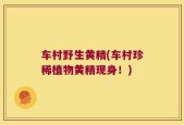 车村野生黄精(车村珍稀植物黄精现身！)
