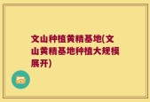 文山种植黄精基地(文山黄精基地种植大规模展开)