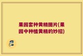 果园套种黄精图片(果园中种植黄精的妙招)