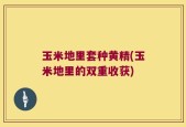玉米地里套种黄精(玉米地里的双重收获)