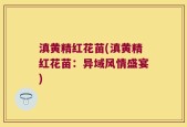 滇黄精红花苗(滇黄精红花苗：异域风情盛宴)