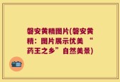 磐安黄精图片(磐安黄精：图片展示优美 “药王之乡”自然美景)