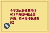 今年怎么种植黄精(2021年黄精种植全面升级，技术加持收成更优)